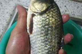 湖上钓鱼新技巧（以飞来湖手竿钓鱼）