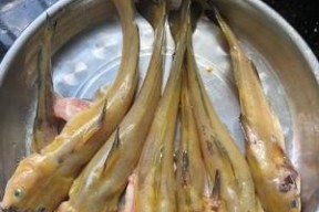 芙蓉江钓鱼技巧和方法有哪些？如何提高钓鱼成功率？
