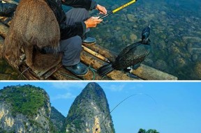 鲤鱼垂钓技巧（提高钓鲤成功率的实用技巧）