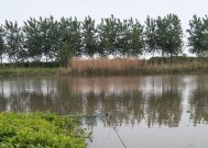 浮萍池塘钓鱼技巧有哪些？如何提高钓获率？