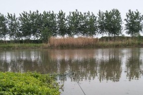 浮萍池塘钓鱼技巧有哪些？如何提高钓获率？