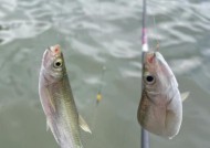 夏季白条打窝钓鱼技巧（白条打窝钓鱼技巧）
