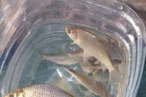 水蚤饵钓鱼的技巧与窍门（提升钓鱼成功率的关键要素）