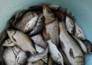 如何在干旱秋季成功野钓鲤鱼？掌握哪些技巧和方法？