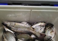 出海夜钓海鲈技巧有哪些？如何提高钓获率？