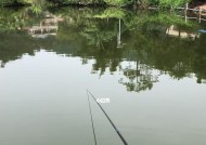 河里钓鱼收获技巧教学？如何提高钓鱼效率和成功率？