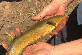 干泥鳅钓鱼怎么操作？有哪些技巧可以提高成功率？