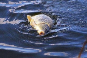 钓鱼大师教你掌握悬坠钩技巧（提升钓鱼成功率的关键技术要点）