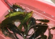 夜钓黄骨鱼有哪些技巧？如何提高荷塘夜钓黄骨鱼的成功率？