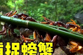 雨林钓鱼技巧大全（掌握雨林钓鱼的关键技巧）