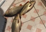 如何使用谷麦钓鱼？掌握这些技巧提高钓获率？