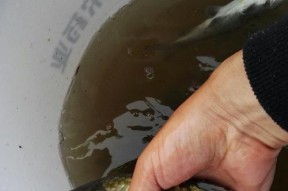 初春拉饵钓鱼技巧有哪些？如何提高钓鱼成功率？