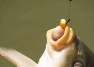 浮漂钓鱼调漂技巧和方法是什么？如何快速掌握？