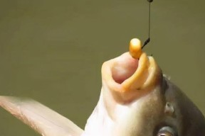 浮漂钓鱼调漂技巧和方法是什么？如何快速掌握？