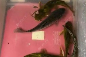 河涌口钓鱼技巧和方法有哪些？如何提高钓鱼成功率？