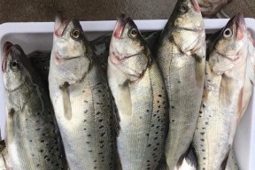 浮游钓鲈鱼技巧和方法有哪些？如何提高钓鲈鱼的成功率？