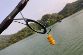 湖北闷竿流水钓鱼技巧（湖北闷竿流水钓鱼的时间和地点）