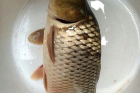 河里野钓小鱼技巧新手有哪些？如何快速掌握？
