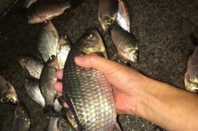 冬夜钓鲫鱼的水深技巧（探寻冰上钓鱼的秘密）