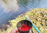 菜鸟怎么快速提升钓鱼技巧？有哪些实用的钓鱼技巧和建议？