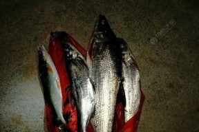 浮球钓翘嘴技巧有哪些？如何提高钓翘嘴的成功率？