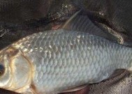 河里流水钓鲫鱼技巧是什么？如何提高钓鲫鱼的成功率？