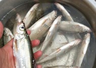 如何高效钓白条？掌握这些野钓技巧和方法！