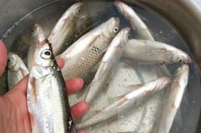 如何高效钓白条？掌握这些野钓技巧和方法！