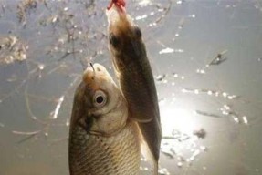 秋季岸筏钓鲫鱼技巧（钓鲫鱼技巧分享）