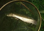 肥水野塘钓草鱼技巧有哪些？如何提高钓获率？