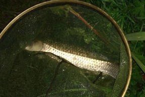 肥水野塘钓草鱼技巧有哪些？如何提高钓获率？