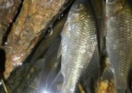 浮游生物钓鲫鱼技巧有哪些？如何提高钓鲫鱼的成功率？