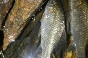 浮游生物钓鲫鱼技巧有哪些？如何提高钓鲫鱼的成功率？