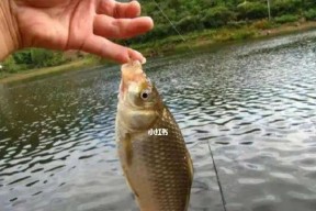 钓鱼提竿抖动技巧是什么？如何正确运用以提高钓鱼效率？