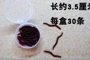 钓鱼用的蛆虫怎么养小技巧？养蛆虫的正确方法是什么？