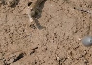 干旱地区钓鱼技巧教程？如何在缺水环境下成功钓鱼？