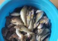 渤海黄鱼垂钓技巧和方法有哪些？如何提高垂钓成功率？