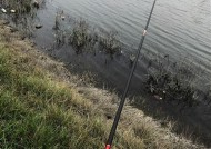 浮漂钓鲤鱼技巧有哪些？如何提高钓鲤鱼的成功率？