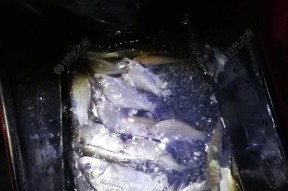 德国柏林钓鱼技巧教学？如何在柏林水域成功钓到鱼？