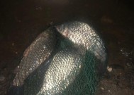 河里夜钓鲤鱼技巧及方法是什么？如何提高夜钓鲤鱼的成功率？