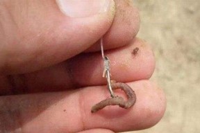 波鲁鲁钓鱼技巧有哪些？如何提高钓鱼成功率？