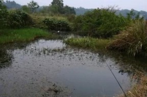 钓鱼钓水草的技巧与方法（提升钓鱼水平的关键技巧）