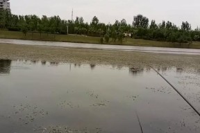 如何利用水草提高钓鱼效率？掌握这些技巧了吗？