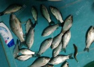 浮水颗粒料钓翘嘴技巧有哪些？如何有效提高钓翘嘴的成功率？