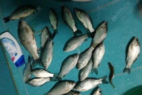 浮水颗粒料钓翘嘴技巧有哪些？如何有效提高钓翘嘴的成功率？