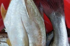 海鱼钓鱼技巧大揭秘（成为海上钓鱼高手的关键技巧与经验分享）