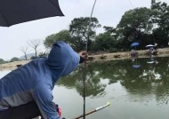 春天阴雨天气钓鱼技巧是什么？如何应对春季多雨天气的钓鱼挑战？