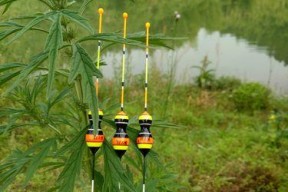 钓鱼短竿技巧大揭秘（简单易学，让你成为钓鱼高手！）