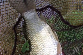 初春钓鱼技巧野钓鲫鱼风向怎么掌握？如何根据风向调整钓鱼策略？