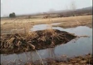 肥水鱼塘钓鱼技巧有哪些？如何提高钓鱼成功率？